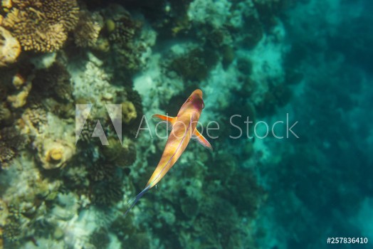 Picture of colorful fishes and corals underwater life in Maldives snorkeling and diving in exotic destination